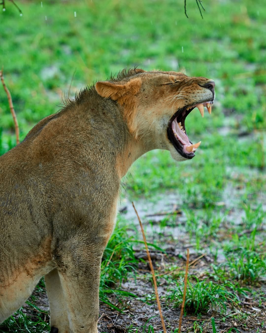 mikumi_nationalpark_a2bea2477f5e45cb871f88d7022cf09c